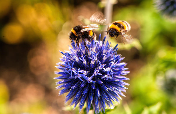 5 Ways to Help Save the Bees - Vesper and Vine